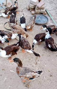 Male Ducks for Sale