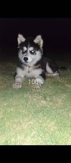 pure sabiran husky pupy 4 month ka ha