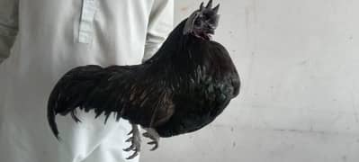 pure ayem cemani