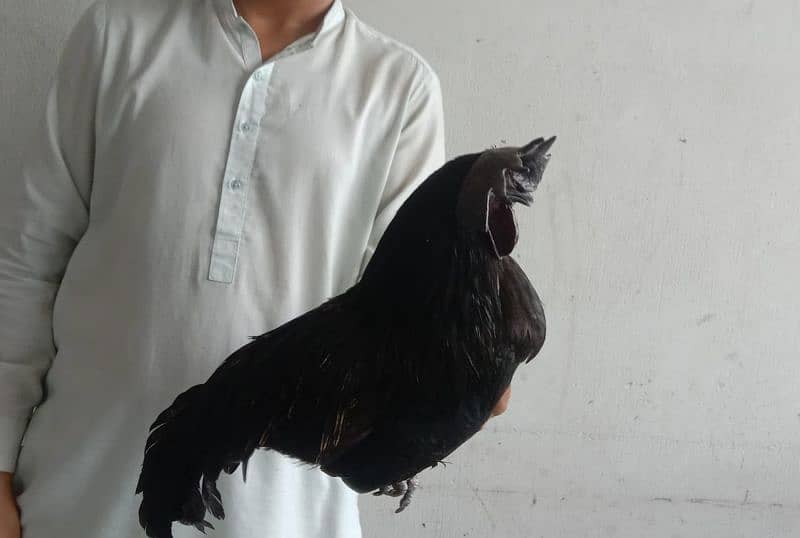 pure ayem cemani 2