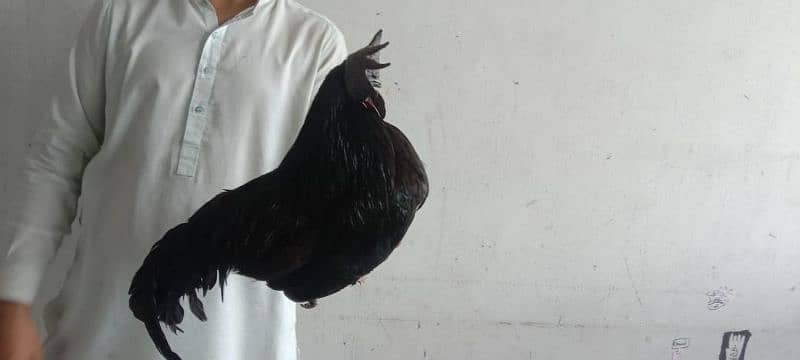 pure ayem cemani 3