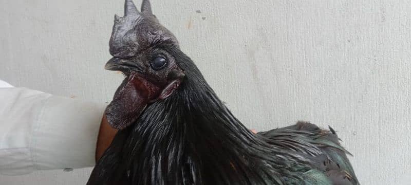 pure ayem cemani 5