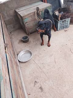 rottweiler