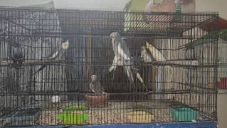 Cockatiel Setup For Sale