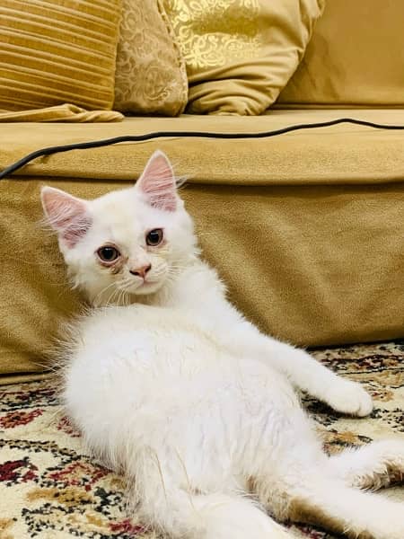 white male persian triple coated kittens of 2 months 4