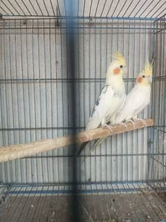 0309.4664355 Cockatiel pair for sale