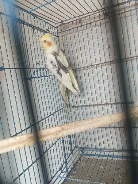 0309.4664355 Cockatiel pair for sale 1