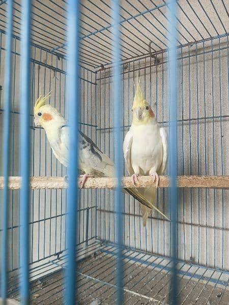 0309.4664355 Cockatiel pair for sale 2