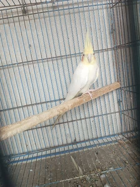 0309.4664355 Cockatiel pair for sale 3