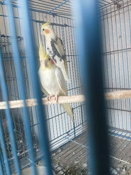 0309.4664355 Cockatiel pair for sale 4