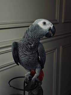 African Grey Parrot (Tamed)