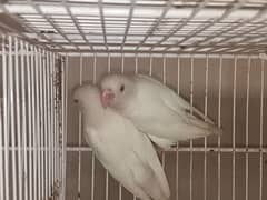 Albino Red eye PARBLUE Split ino Albino split ino (With DNA) 0