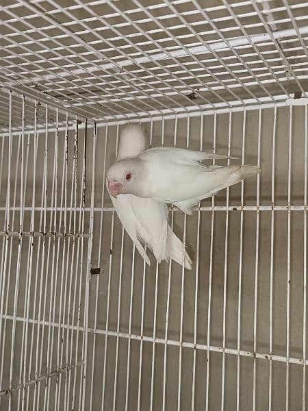 Albino Red eye PARBLUE Split ino Albino split ino (With DNA) 1