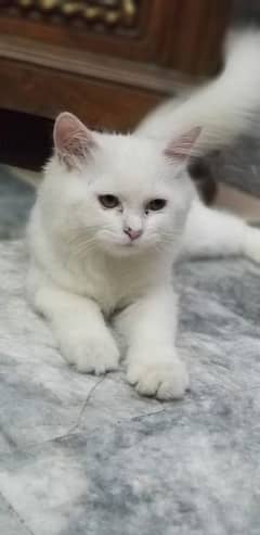 Persian kitten