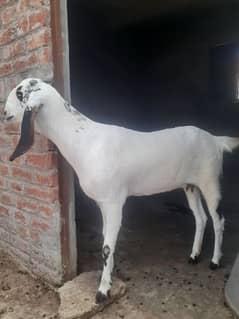 Path, Bakri, Goat for sale 03145859742