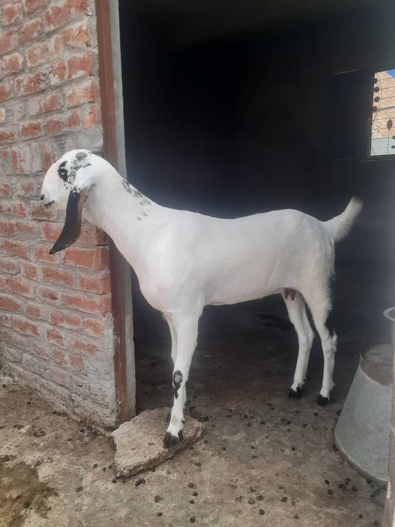 Path, Bakri, Goat for sale 03145859742 1