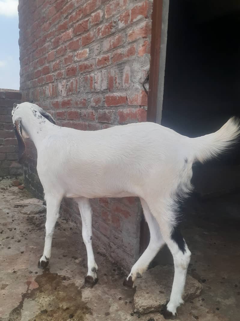 Path, Bakri, Goat for sale 03145859742 2