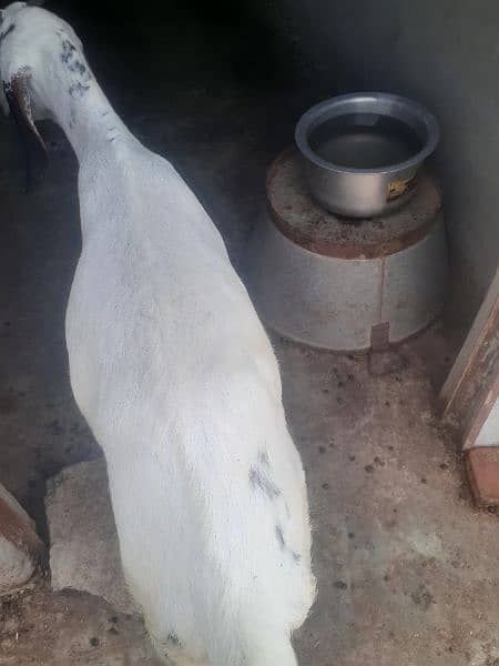 Path, Bakri, Goat for sale 03145859742 3