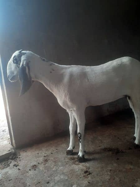 Path, Bakri, Goat for sale 03145859742 4