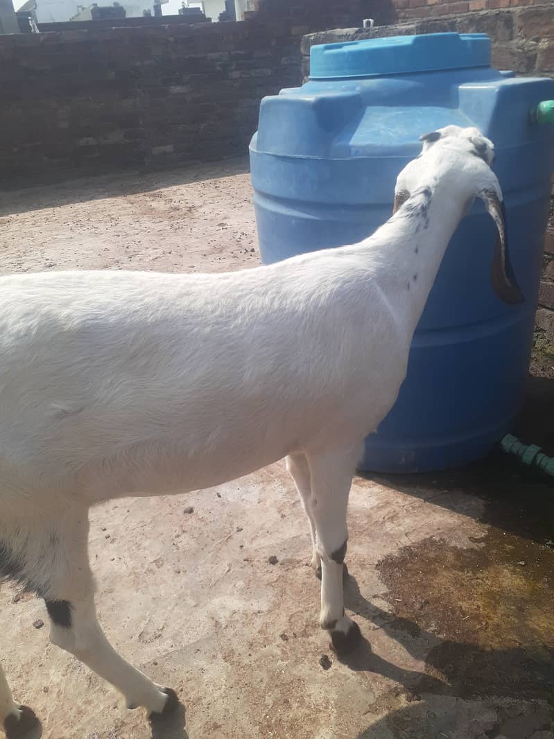 Path, Bakri, Goat for sale 03145859742 5