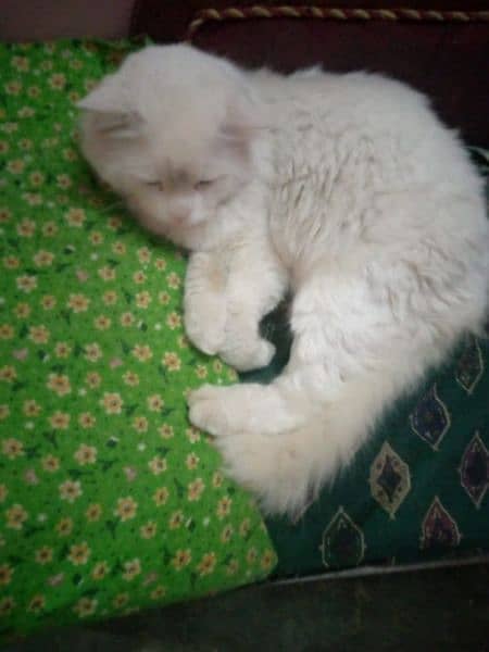 Persian cat 2