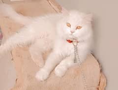 Persian Cat Triple Cote Punch Face Full Trained