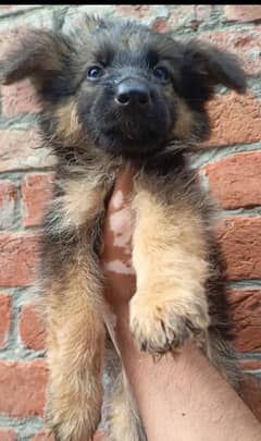 Gsd Puppy