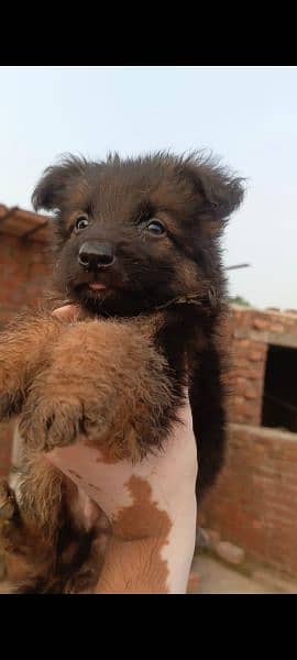 Gsd Puppy 1