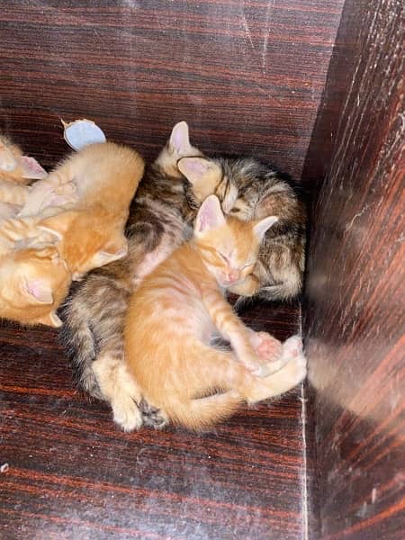 Russian kittens 40days active playful 1