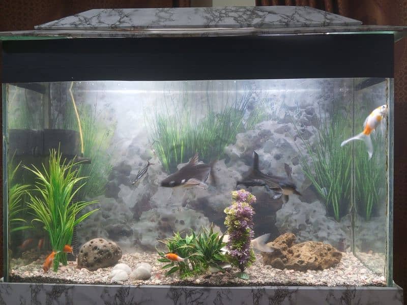 Aquarium for sale 2