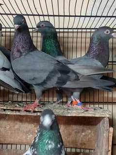 High fly pigeons