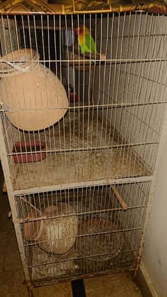 cage with budgie urgent sale