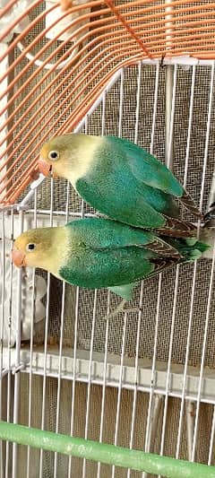 Love Birds & Cocktails Red Eyes Breeder Pair 0