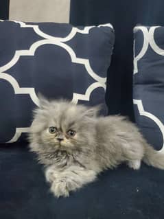 Persian punch face kitten