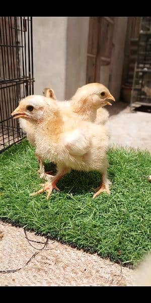 Golden buff chiks for sale 2