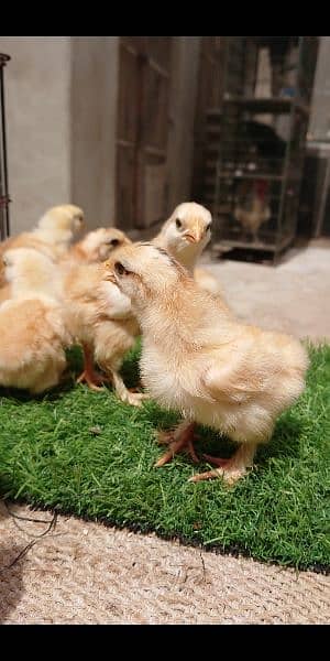 Golden buff chiks for sale 3