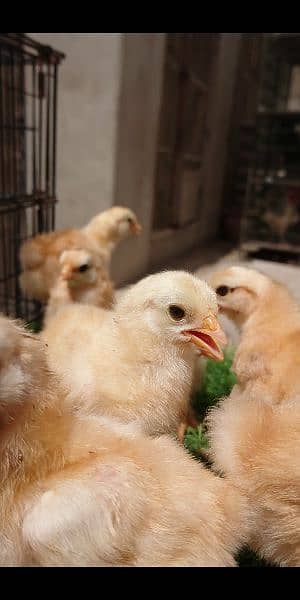 Golden buff chiks for sale 5