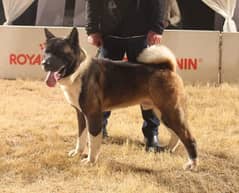 AMERICAN AKITA FOR SALE -0300-31-55555