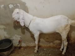 RoshiMaan cattle farm Rajanpuri Bakra for sale 03402658075