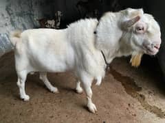 white eyes tedda breader Goat | teddy Buck | Bakra | goat for sale