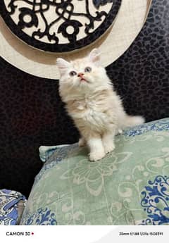 Persian kittens available for sale