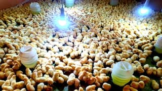 I Need  a Boy who knows About poultry farming