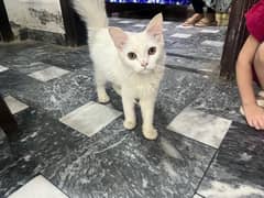 persian cat female 2 to 3 month old 0