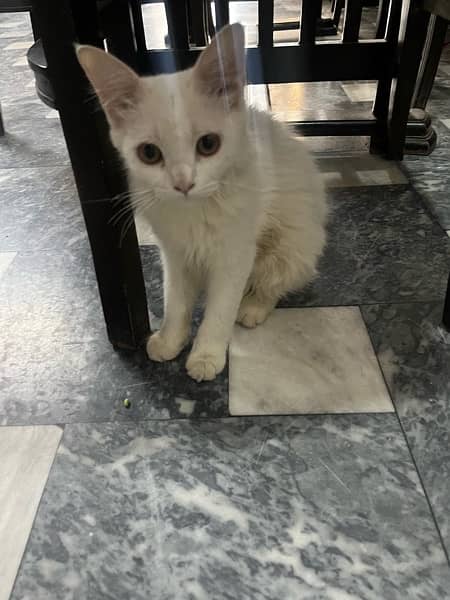 persian cat female 2 to 3 month old 1