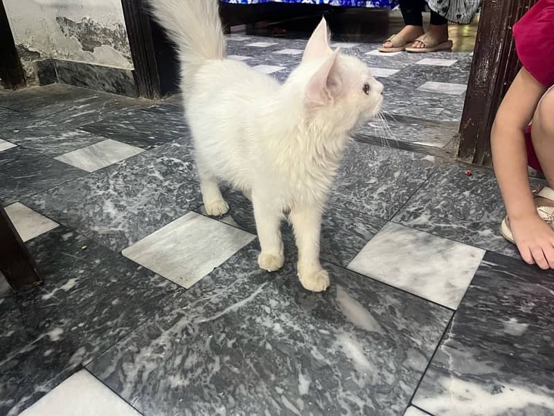 persian cat female 2 to 3 month old 2