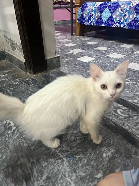 persian cat female 2 to 3 month old 3