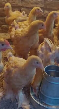 Golden heavy buff chicks available for sale