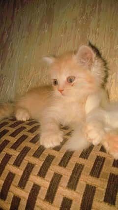 brown colour kitten for sale