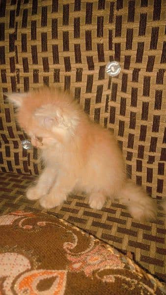 brown colour kitten for sale 1