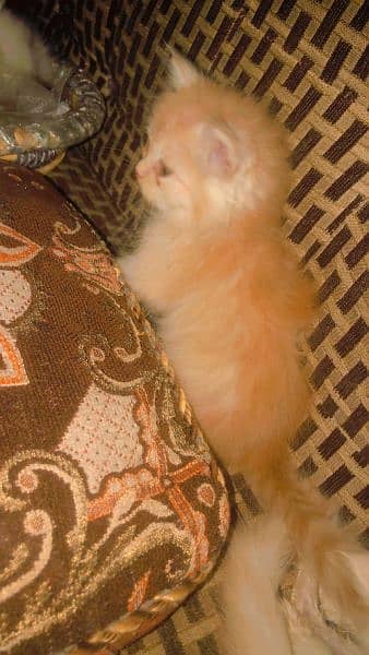 brown colour kitten for sale 3